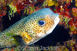Fish Den dive site. by Shawn Jackson 